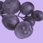 extrait pépin de raisin