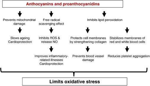 anthocyanes