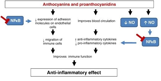 pepins de raisin inflammation