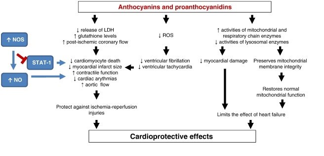 pepins de raisin et systeme cardio